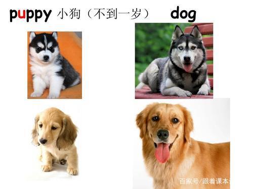 PEP小学英语四年级上册Unit6people,but,little,puppy