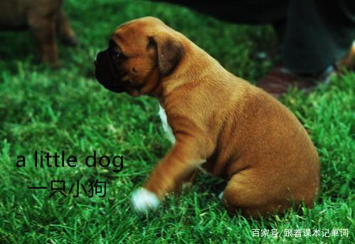 PEP小学英语四年级上册Unit6people,but,little,puppy